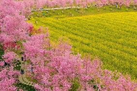 问花村景区在哪里？问花村具体在什么地方？