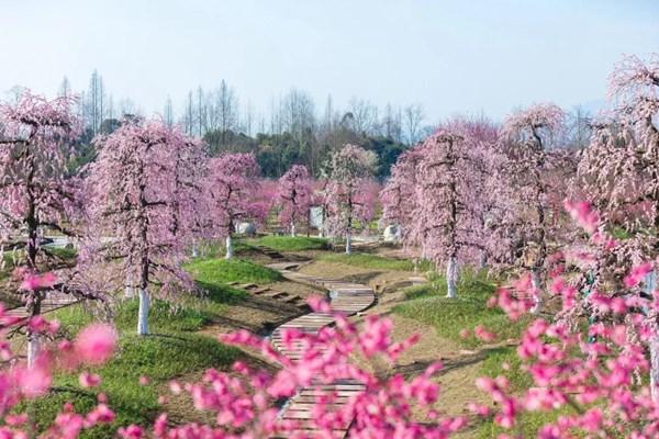 問花村門票價(jià)格2024年