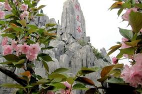 郧西樱花谷什么时候去最好