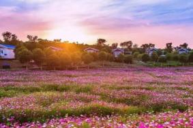 紫薇都市田园什么时候去玩比较好