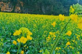 2023年普者黑风景区最佳赏花时间