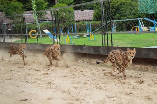 2023年2月情人节上海野生动物园9.9元门票活动抢购指南