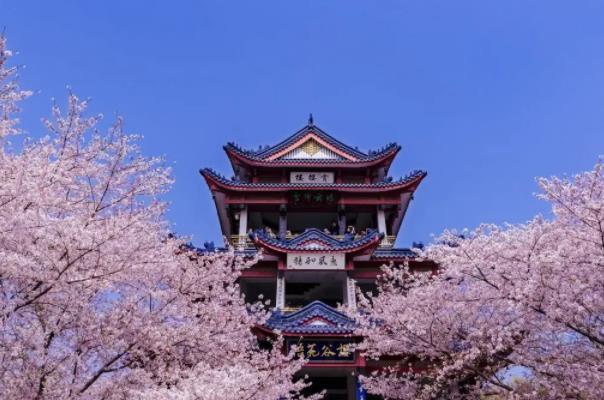 2023无锡鼋头渚樱花花季 什么时候最美