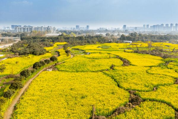 成都周邊哪里油菜花最美 看油菜花的好去處