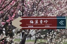 花开海上生态园梅花开了吗2023