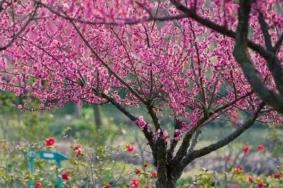 花开海上生态园几月份最美