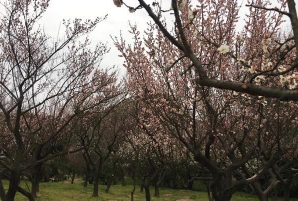 無錫看梅花的地方在哪里