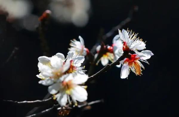 无锡看梅花的地方在哪里