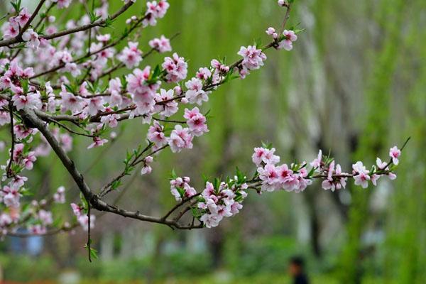 2023郑州看桃花最好的处所