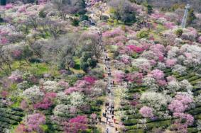 2023南京溧水梅花节开幕时间及地点
