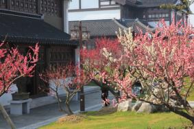 大豐梅花灣景區游玩攻略-門票價格-景點信息