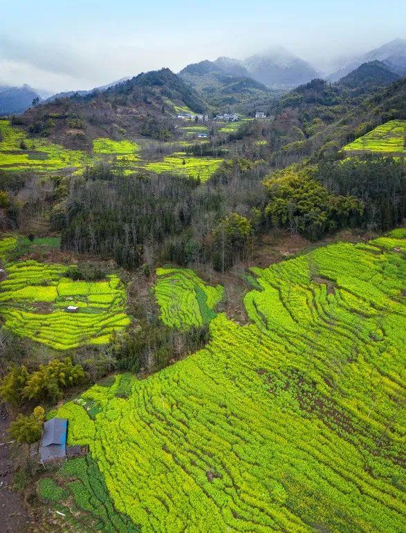 樂山市早春賞花路線推薦2023