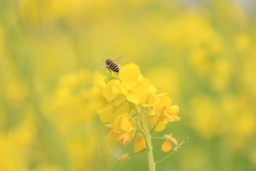 樂山市早春賞花路線推薦2023