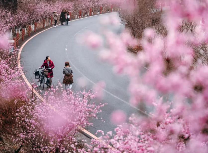 樂山市早春賞花路線推薦2023