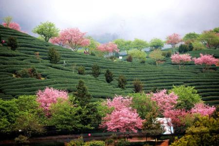 惠州茶山樱花谷游玩攻略-门票价格-景点信息