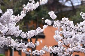 南京鸡鸣寺樱花几月份开 最佳观赏时间