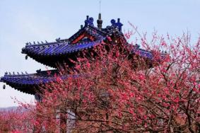 2023中国南京国际梅花节举办时间及活动内容
