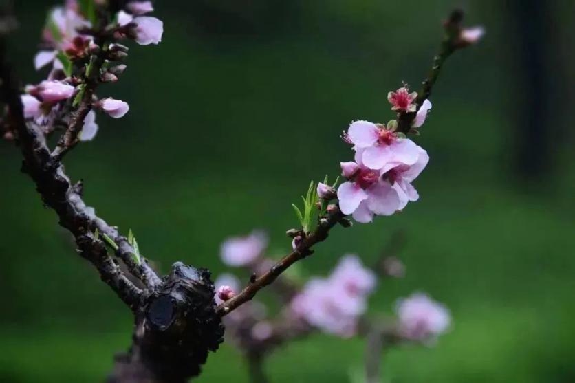 广州白云桃花涧的桃花开了吗2023