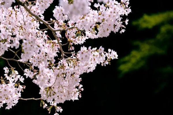 昆明春季賞花的地方 最佳賞花旅游景點
