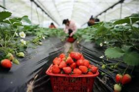 上海松江区草莓采摘指南2023(时间+地点+价格)