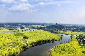 2023重庆潼南油菜花开了吗 潼南油菜花几月份去最好