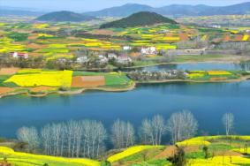 汉中油菜花最佳观赏时间2023