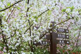 2023重庆南山植物园2月什么花开了