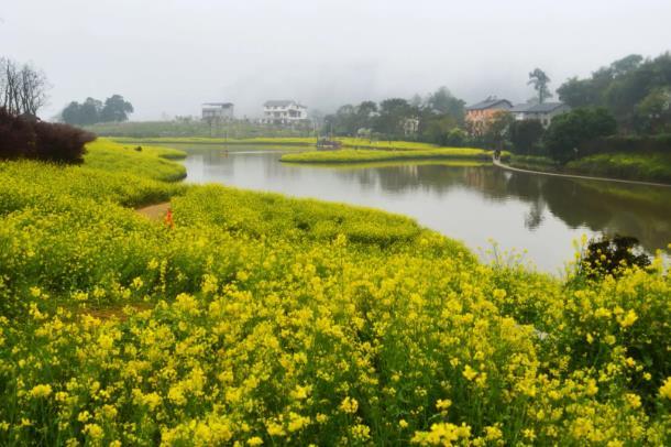 潼北油菜花2023好暂掀幕