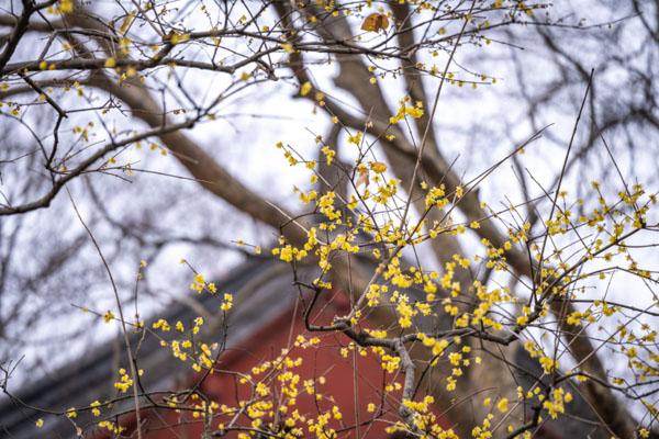 南京春天哪里花好看 南京适合赏花踏春的地方