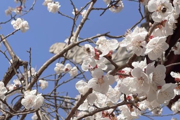 2024石家莊植物園現在門票多少錢