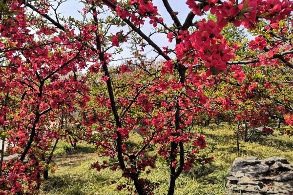 石家莊植物園現(xiàn)在開(kāi)放嗎