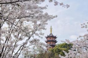 南京樱花最佳观赏时间2023