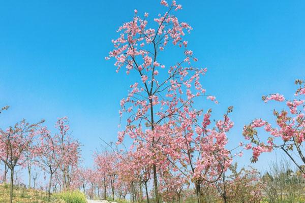 春季绵阳赏花景点介绍 最美观赏地推荐