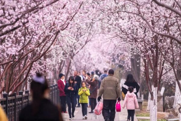 天津桃花节2023是几月几日