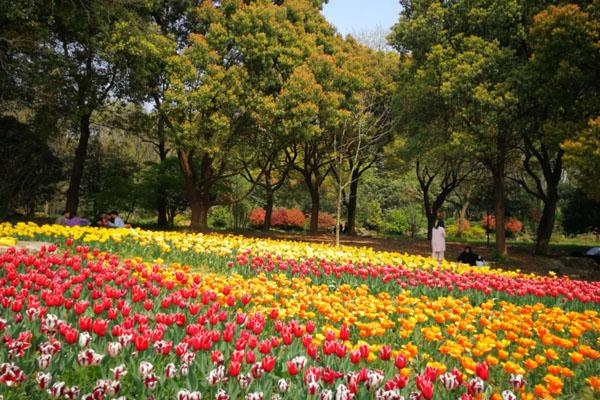 南京中山植物园一日游攻略 附最佳路线