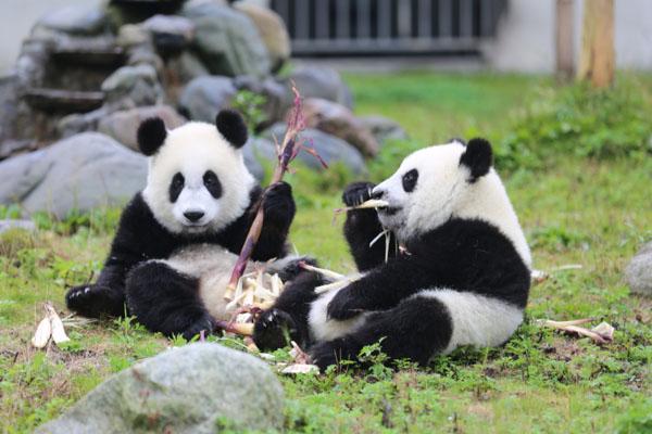 2024都江堰中华大熊猫苑门票多少一张 附优惠政策