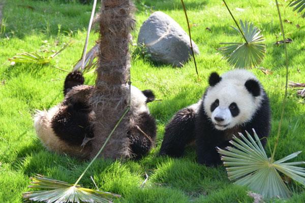 2024都江堰中华大熊猫苑门票多少一张 附优惠政策