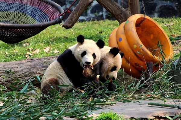 2023年都江堰中华大熊猫苑免费开放日预约指南 附详细教程、活动时间
