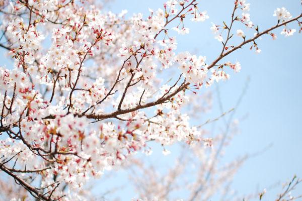 2023苏州赏樱花最佳的地方 最美樱花观赏地