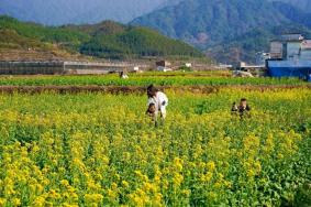 2023年婺源油菜花什么时候开？这份最全的婺源赏花攻略赶快收藏（附最新花情）