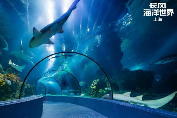 上海长风海洋世界和上海海洋水族馆哪个好玩