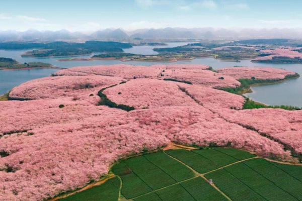 貴州平壩櫻花什么時候最佳賞花期2023