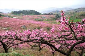 龙泉桃花节是几月几日2023