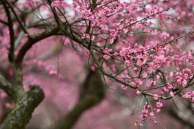 橘子洲梅花开了吗2023 花期到多久