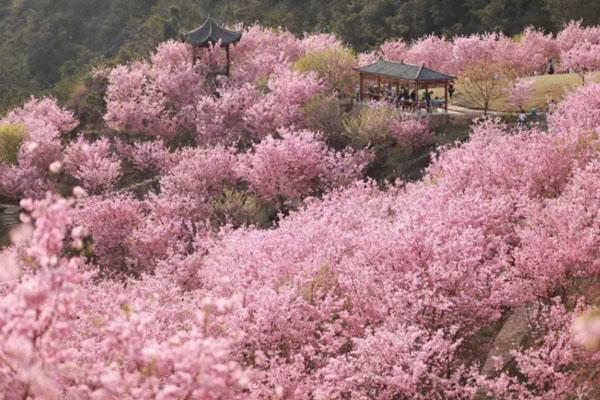 2023温州樱花园游玩攻略 - 门票价格 - 开放时间 - 樱花观赏期 - 露营指南 - 简介 - 交通 - 地址 - 电话 - 天气