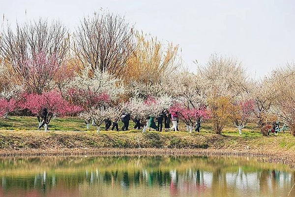 2023年洪澤湖梅花開(kāi)了嗎？什么時(shí)候開(kāi)？