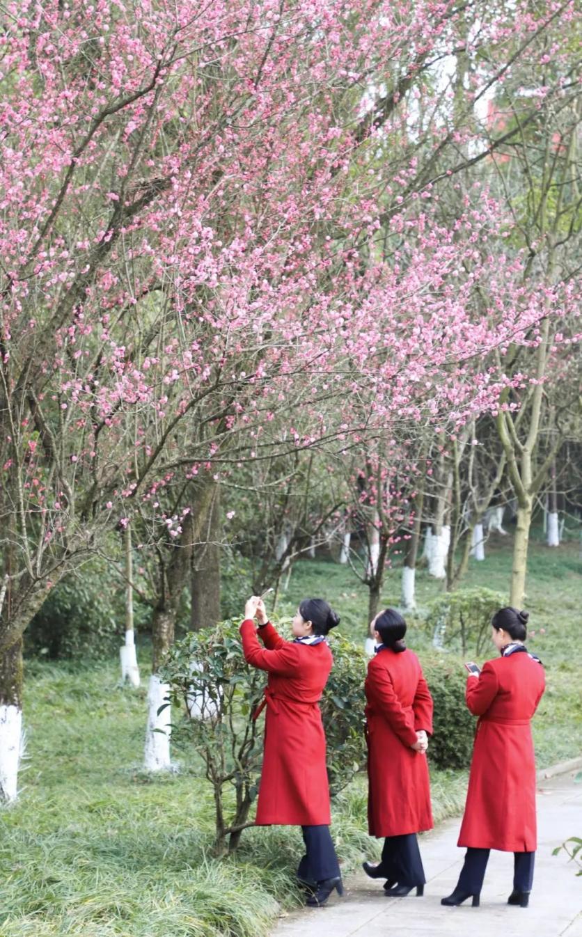 廣安觀賞梅花的地方推薦 