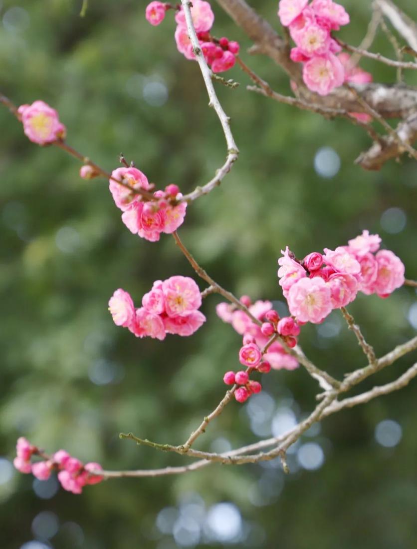 广安观赏梅花的地方推荐 