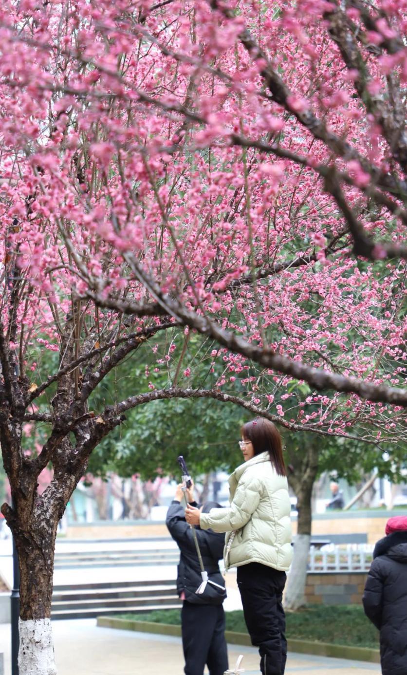 广安观赏梅花的地方推荐 