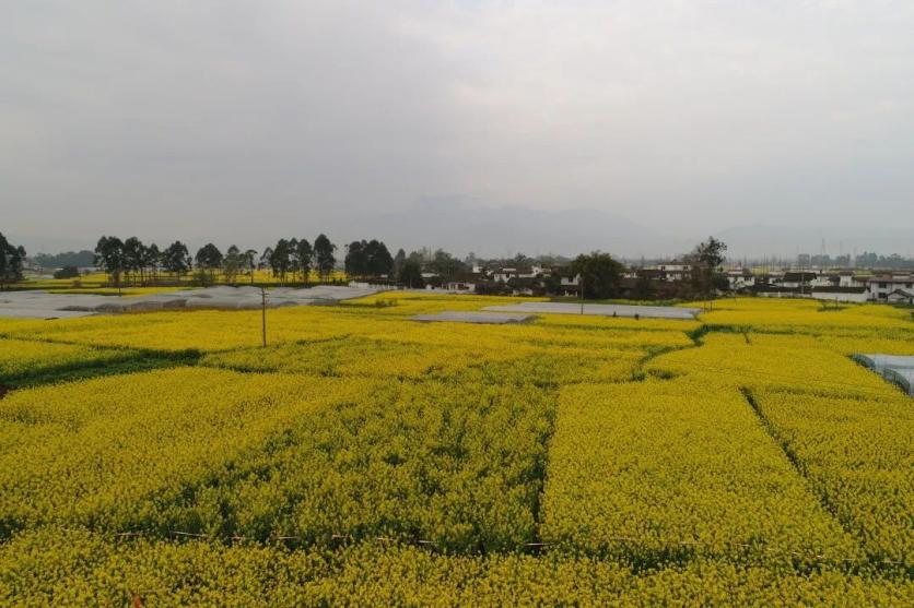 峨眉山市有哪些賞花的好地方？這份春季限定賞花地圖來了